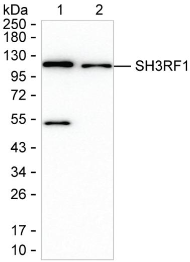 SH3RF1